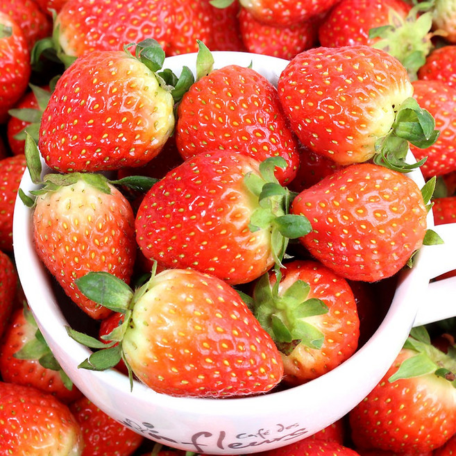 당도선별 딸기 산지직송 달콤한 설향 생딸기, 1개, (특품) 20~24과