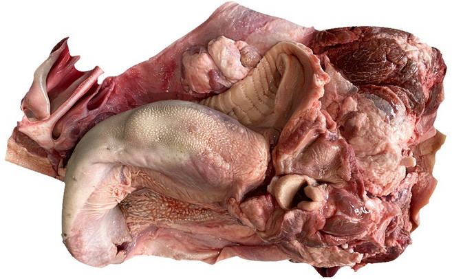 한우 소머리 거세 반마리 9kg 내외 (우설반마리 포함) 머리고기 우설 황소 편육 수육, 거세반마리+거세우설반마리, 1개