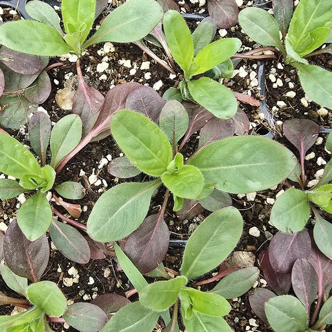 황금낮달맞이 모종 15포기, 1개