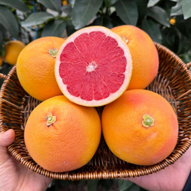 (국내산) 제주 스타루비 자몽, 1박스, 1.5kg