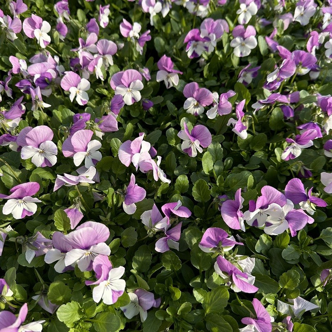 비올라 겨울꽃모종 핑크흰 10+2 1판세트 추위에강한꽃모종, 1개