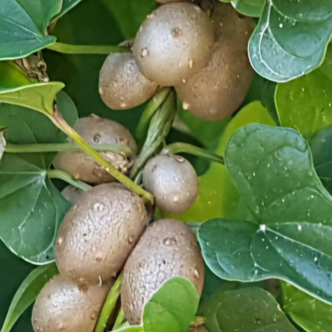 마씨앗 영여자 안동마에서 채취 25년 10월 1 3 5 kg, 1박스, 5kg