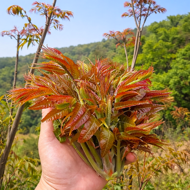 [최상급수확선별] 가죽나물 야들야들봄순 산지직송 참죽나물, 1세트, 500g