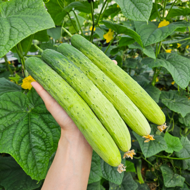 [달콤밥상 오이] 물 좋은 철원 산지직송 오이, 10개, 2kg, 특
