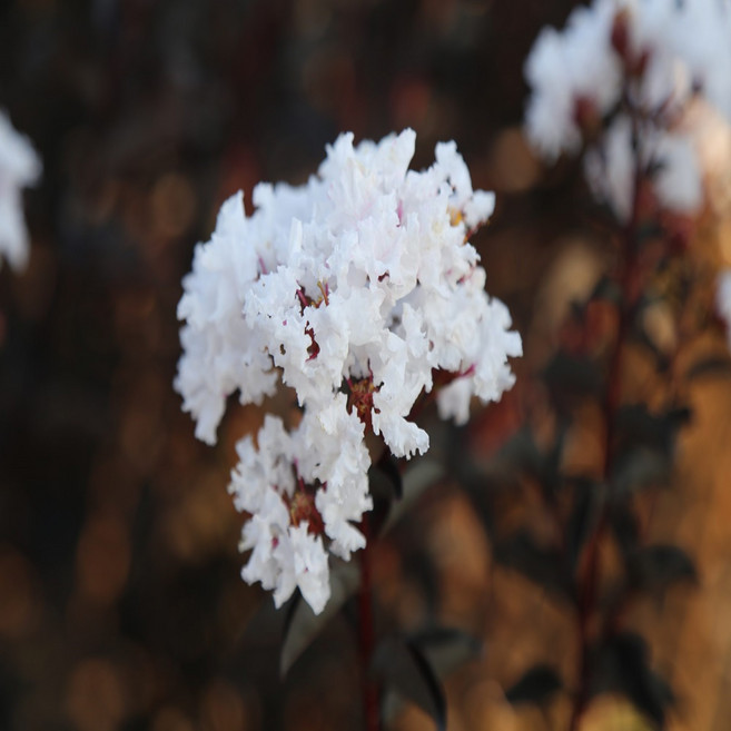 자엽 백일홍나무 아이보리 2년생 특묘 / 자엽배롱나무 아이보리 1m 묘목 /순백의 하얀 꽃과 대조를 이루는 짙은 흑자색 잎을 지닌 자엽 배롱나무 품종/블랙 다이아몬드, 1개, 1