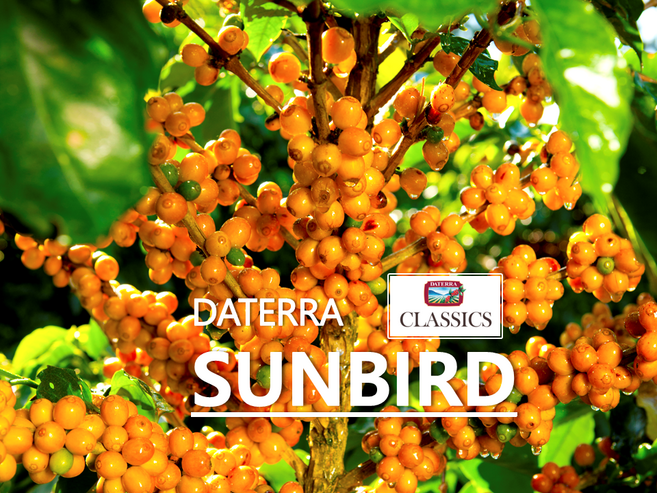 [커피생두] 브라질 다테하 선버드-1kg [브라질생두], 1개, 1kg