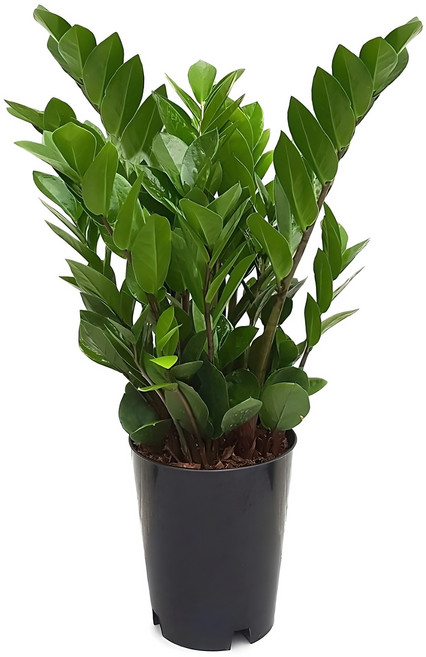 거실화분 돈나무 금전수 개업선물 집들이 개업식 인테리어식물 실내화초 축하화분배달 60cm, 금전수(중품), 1개