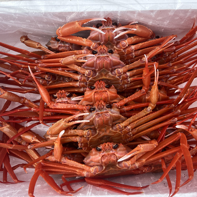 조업 국내산 자숙 홍게, 1박스, B급 6kg (13-18미 / 수율 50-70%)