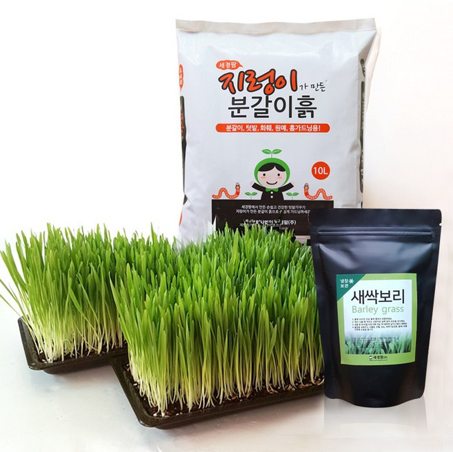 새싹보리 귀리 밀싹 1kg 흙재배 텃밭세트 씨앗키우기 국내산 분갈이흙, 갈색받침2+분갈이흙10L+밀싹1kg, 1개