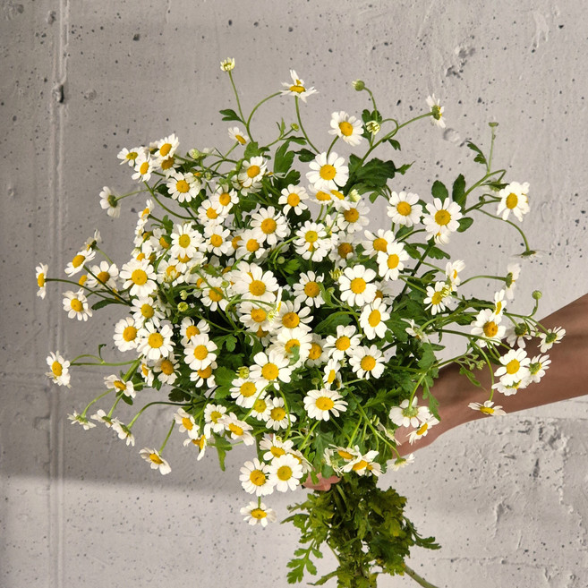 마트리카리아 캐모마일 생화 오래가는 꽃 미니 부케 양재꽃시장 복홈, 작은단, 1개