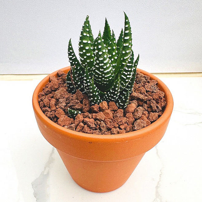 월동자 농장직송 산아래 다육이 생명력최고 키우기쉬운 공기정화 전자파차단 하월시아 다육 식물 선인장, 1개, 럭셔리