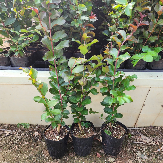 나무언니 배롱나무 묘목 핑크벨로 4치포트 백일홍나무, 1개