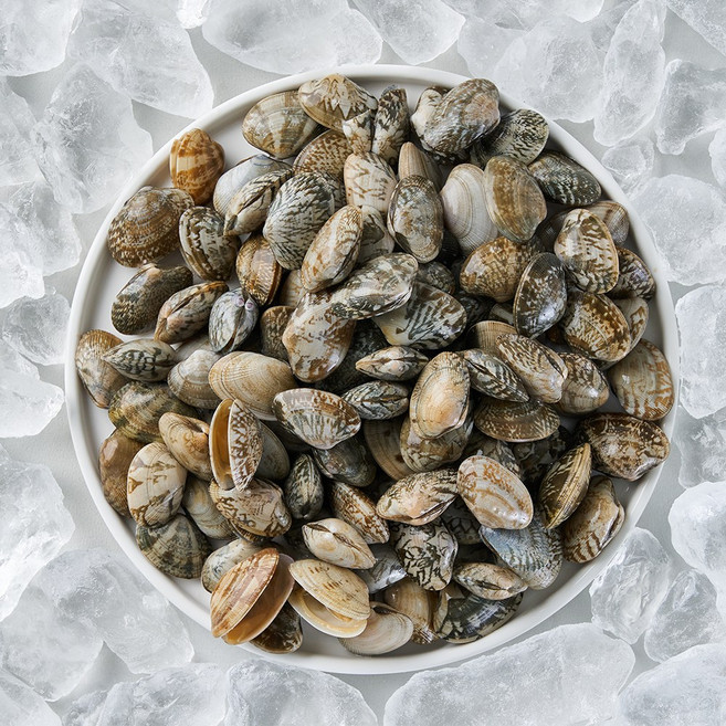 국내산 당일조업 활 바지락 생물 조개 참바지락, 1kg, 1세트