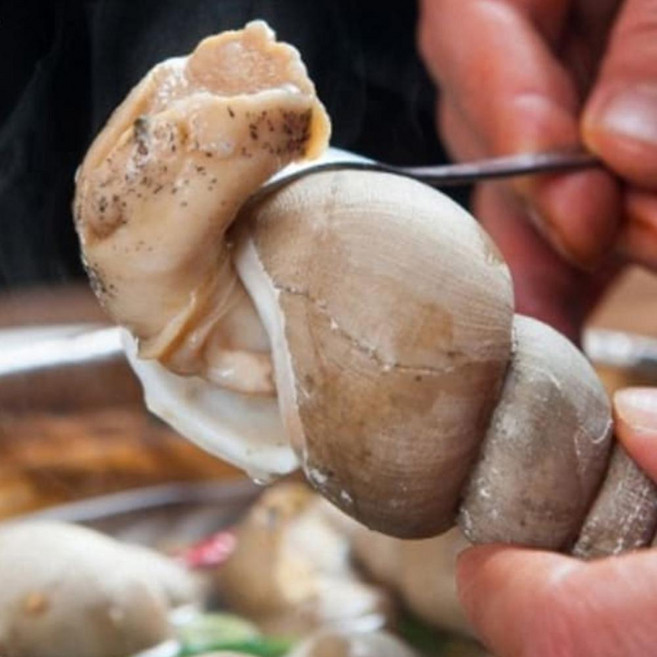 동해안 앞바다 포항 구룡포 백골뱅이 자숙 백고동 생물 1kg, 급냉, 소소60-70미, 1개