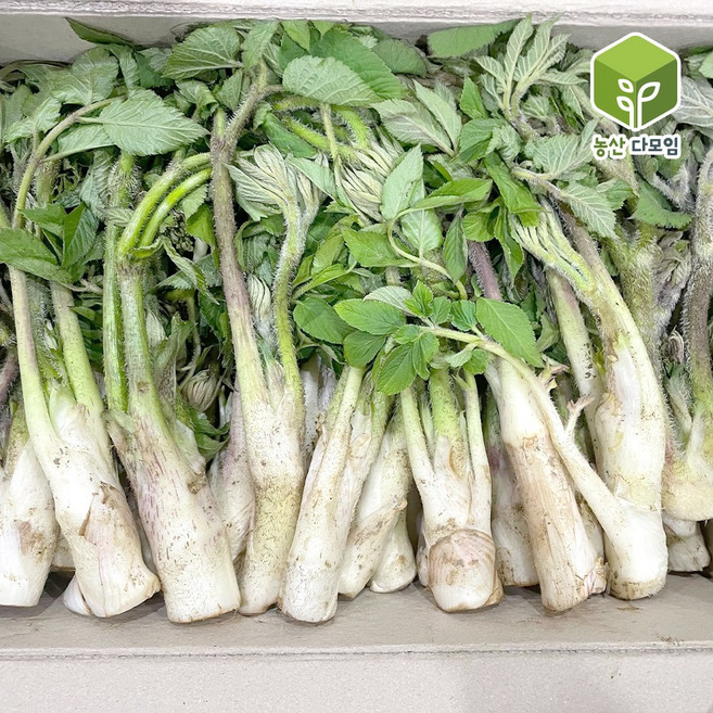 국내산 봄나물 두릅 땅두릅 2kg, 1개