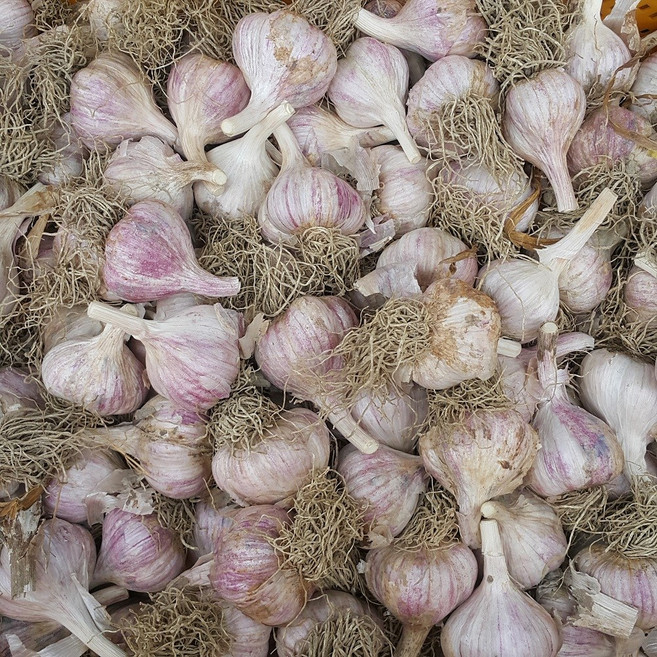 25년 의성 마늘 육쪽 햇마늘 국산 통마늘 한지형, 1개, 의성마늘 중소품 2kg 약 80-100개