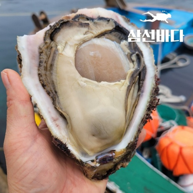 산지직송 프리미엄 통영 제철굴, 1개, 바위굴 5kg