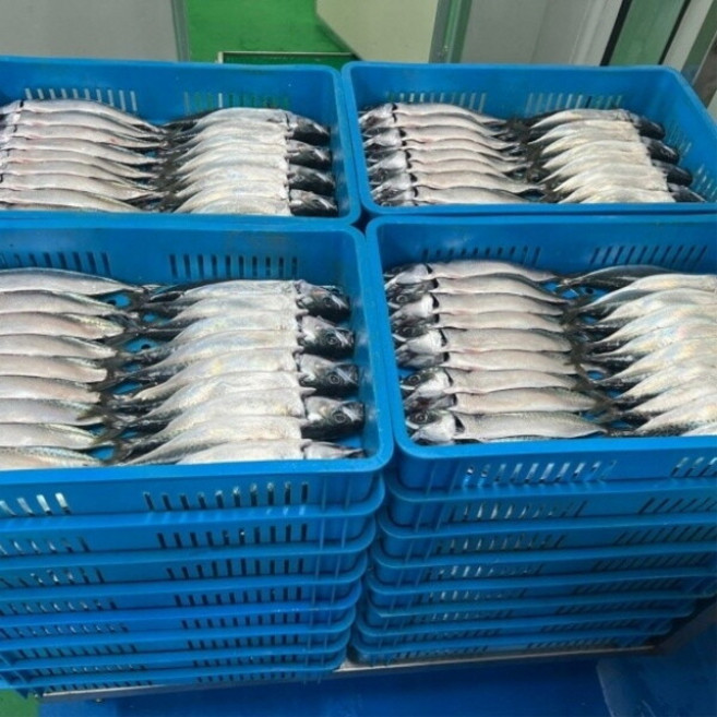 국산 다대포 대용량 실속 자반고등어 간고등어 48마리 24손 업소용