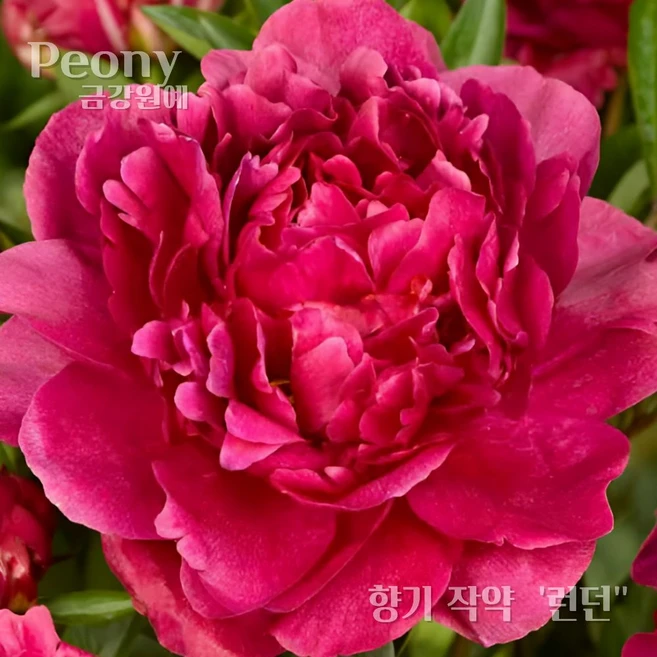 향기작약(Fragrant peony) 숙근 입고 런던(4~5촉) '상태 주인장 추천합니다' 금강원예, 1개 - 쿠팡