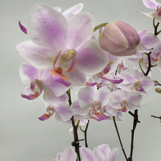 잔설 호접란 2개발송 고급서양란 디와이팜, 1세트