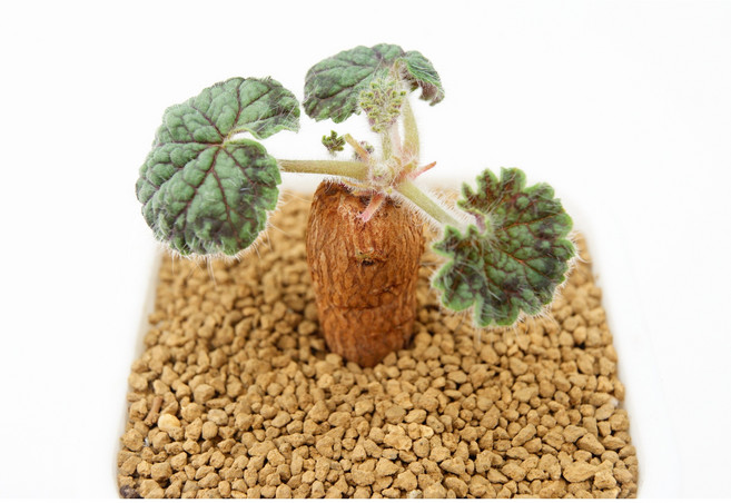 페라고니움 바클리-당근같은 구근에 제라늄잎장을 가진 귀여운 소형종 코덱스식물 페라고늄, 1개, 단일