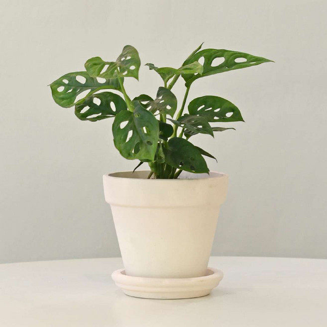 몬스테라 아단소니 크림화이트 토분 식재 세트 마이플랜트, 1개