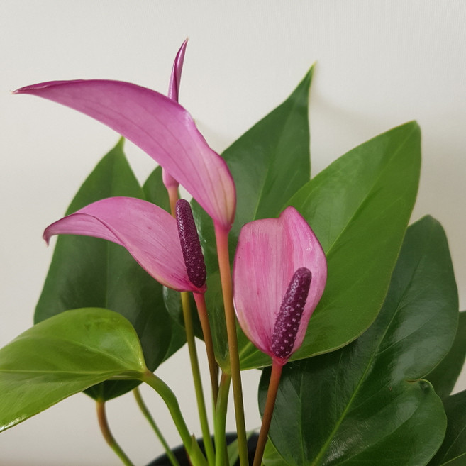 [용이네 화원] 안시리움 Small Purple 179 화원 농원