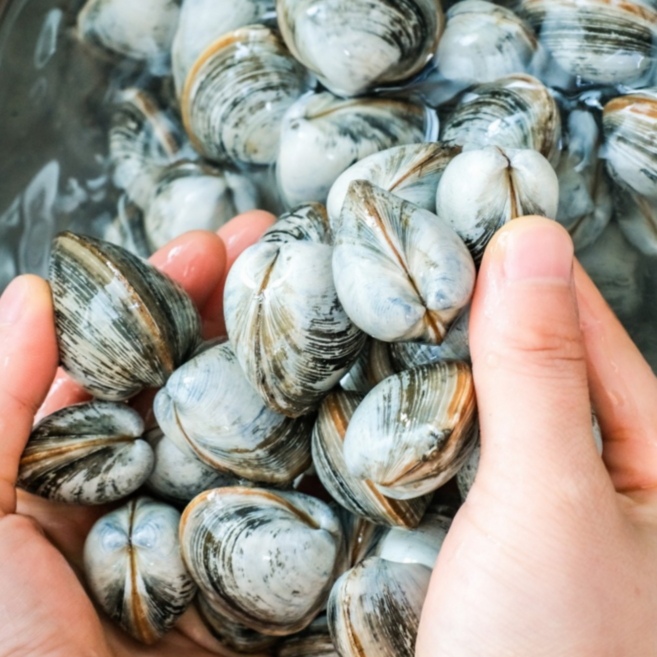 [당일조업] 동죽조개 서해안 조업 동죽조개 해감 세척 담백한 동죽조개, 1박스, 동죽조개 2kg