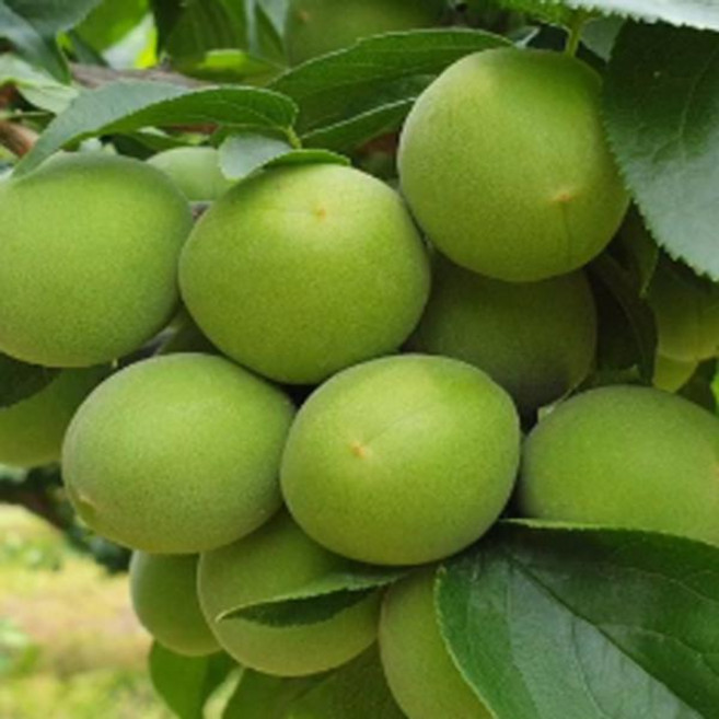 묘목/매실나무 슈퍼매실 왕매실 2년생 분묘 ND29, 1개