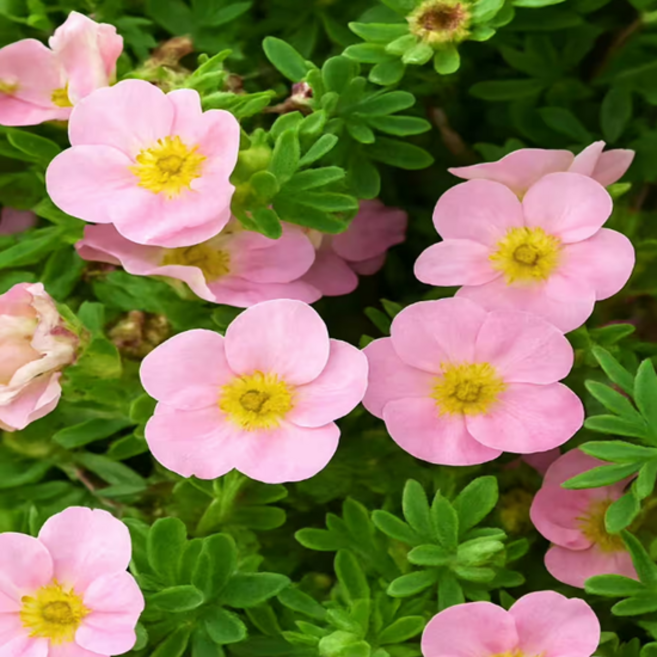 분홍물싸리 [3포트] (복남이네야생화 potentilla fruticosa pink), 1개