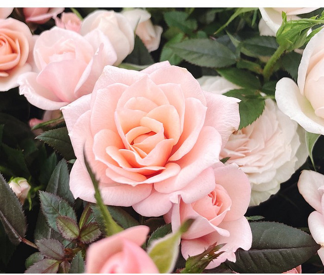 미니장미 독일 사계 장미 화분 땅장미 향장미 향수 묘목 나무 베란다 화분 꽃나무 식물, 4. 라이트핑크, 1개