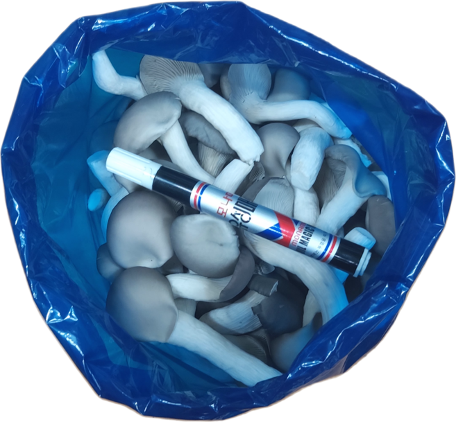(농장직배송) 느타리버섯, 2번상품 : 1kg(상), 1박스
