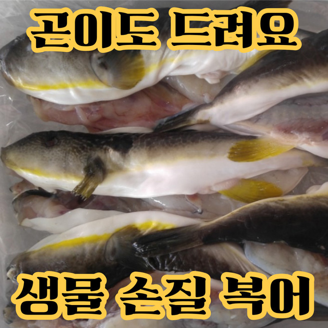 [동해안] 복어 손질 밀복 복지리 복국, 1개, 2kg