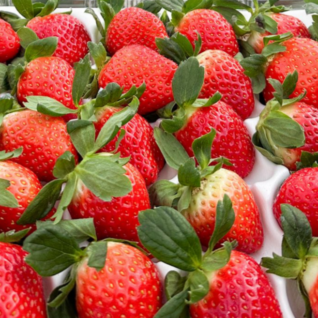 [추천특가] 당일직송 논산 설향 딸기 GAP인증 스마트팜 클로렐라농법 프리미엄 제철딸기, 1박스, 설향 350g 상(15-20구)