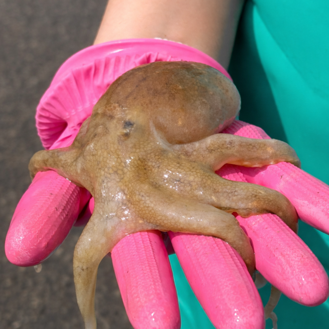 [30박스한정]초특가 봄제철 탱글쫄깃 생물 알쭈꾸미, 1개, 1kg