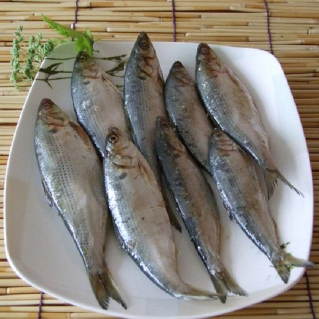 청정태안 자연산 횟감용 가을전어600g내외, 단품, 단품