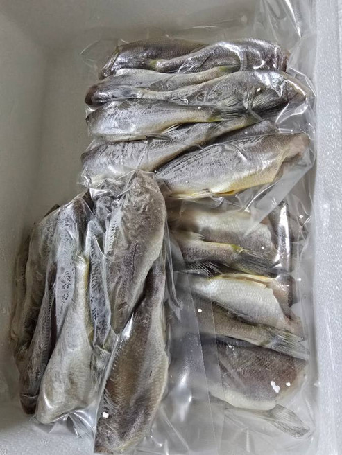 반건조 두절참조기 20미 국산 가족용 선물용 손질생선 단백질 12마리 500g 1박스, 1개