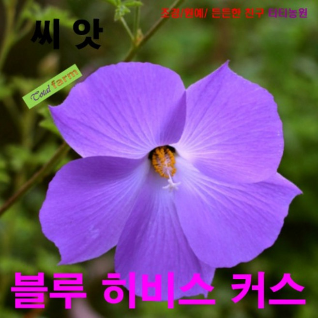 (씨앗나라) 팝플러스 블루히비스커스 5 립