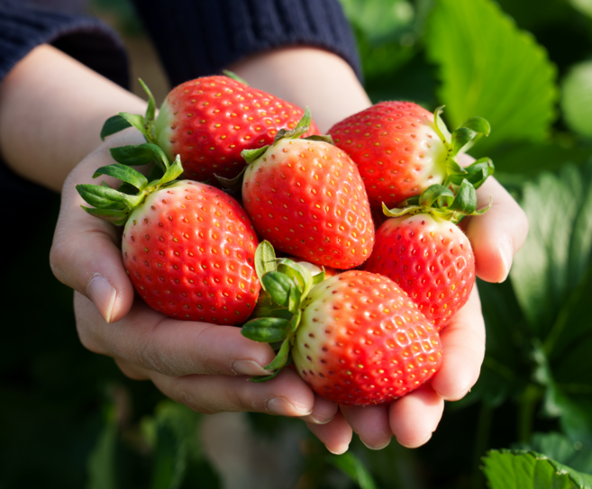 논산 킹스베리 딸기 고당도 왕딸기, 1개, 왕특 1팩 400g(8-9과)