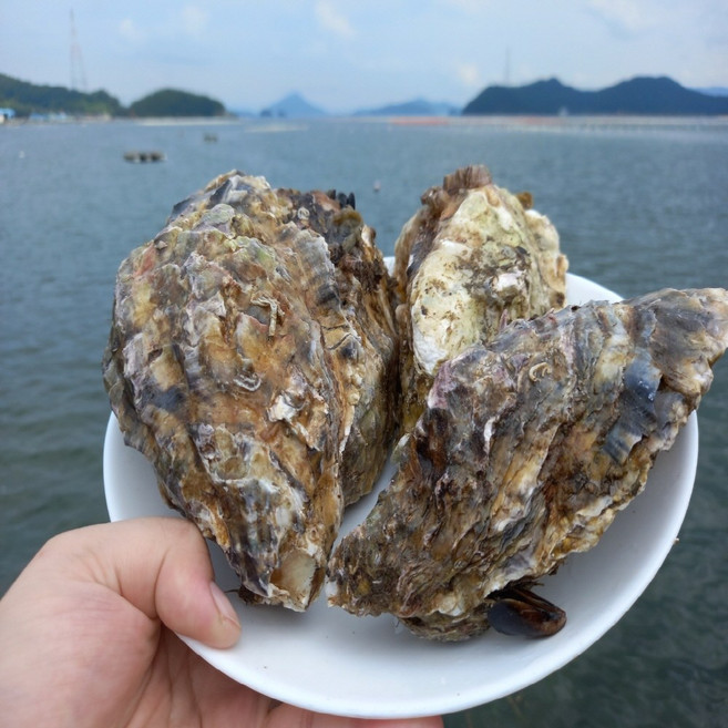 통영 삼베체굴 1kg 3-5미, 1개, 단품