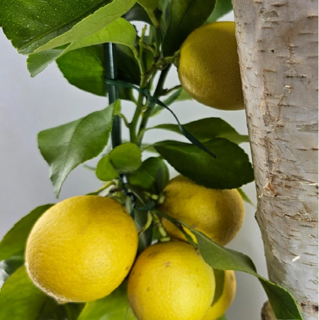 오리지날레몬나무 (한목대) (새로출시) 식용가능해요, 1개
