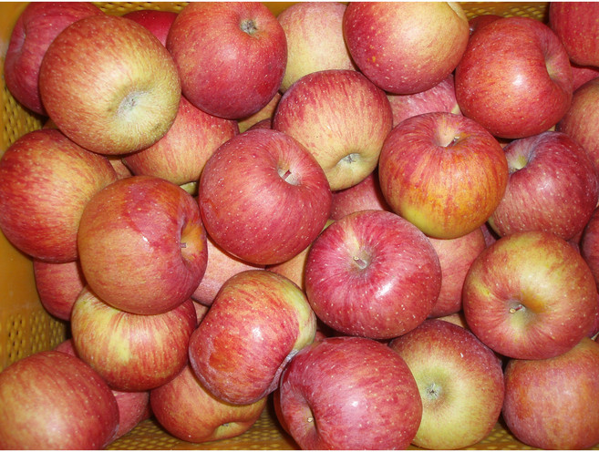 주왕산털보네 하늘사과 특고당, 1개