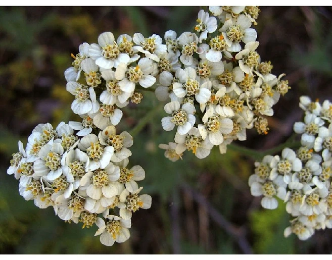 씨앗 야로우 백색(서양톱풀 야로우) 0.1g, 1개 - 쿠팡