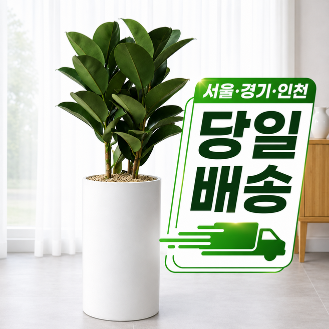 당일배송 개업식 사무실 이전 집들이 축하 화분 개업화분 병원 개원 식당 미용실, 1개, 2.대형 인도고무나무(직접배송)+서랍형 물받이받침