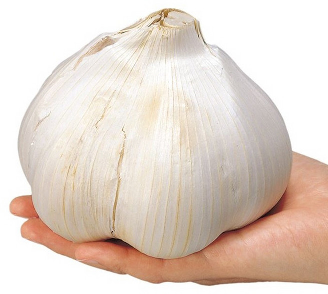 [실속 산지직송 특가] 구지 햇 통마늘 1kg (소/중), 1박스, 4kg (특/특대) 법인용