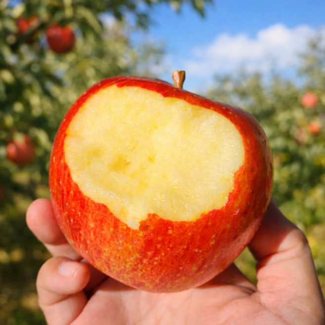 [자연친화선정] 초특가 가성비갑 부사 사과, 1박스, 10kg