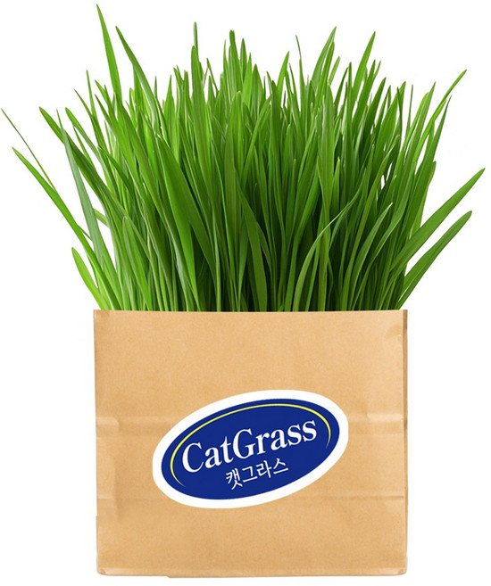 빠다코코냥 캣그라스 키우기, 2개, 25g, 보리