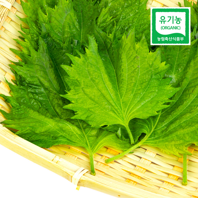 유기농 무농약 시소잎 일본 깻잎 국내산 친환경 시소 산지직송, 1박스, 500g