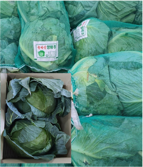 국내산 고랭지 아삭아삭 양배추 3통(6kg내외) 알뜰농장, 1개, 1통(2~3kg내외)