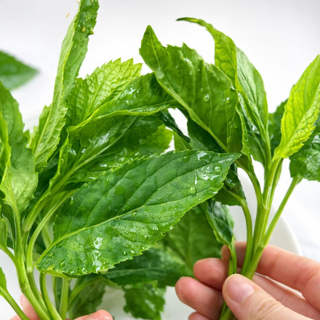 향긋 쌉싸름 국내산 생 취나물 산취나물 참취나물, 1kg, 1박스